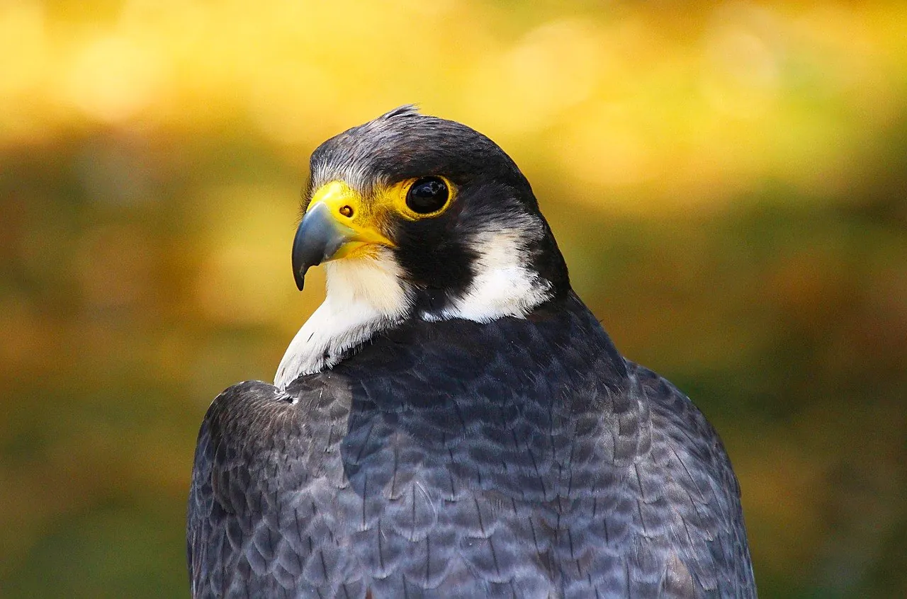 A falcon, close up